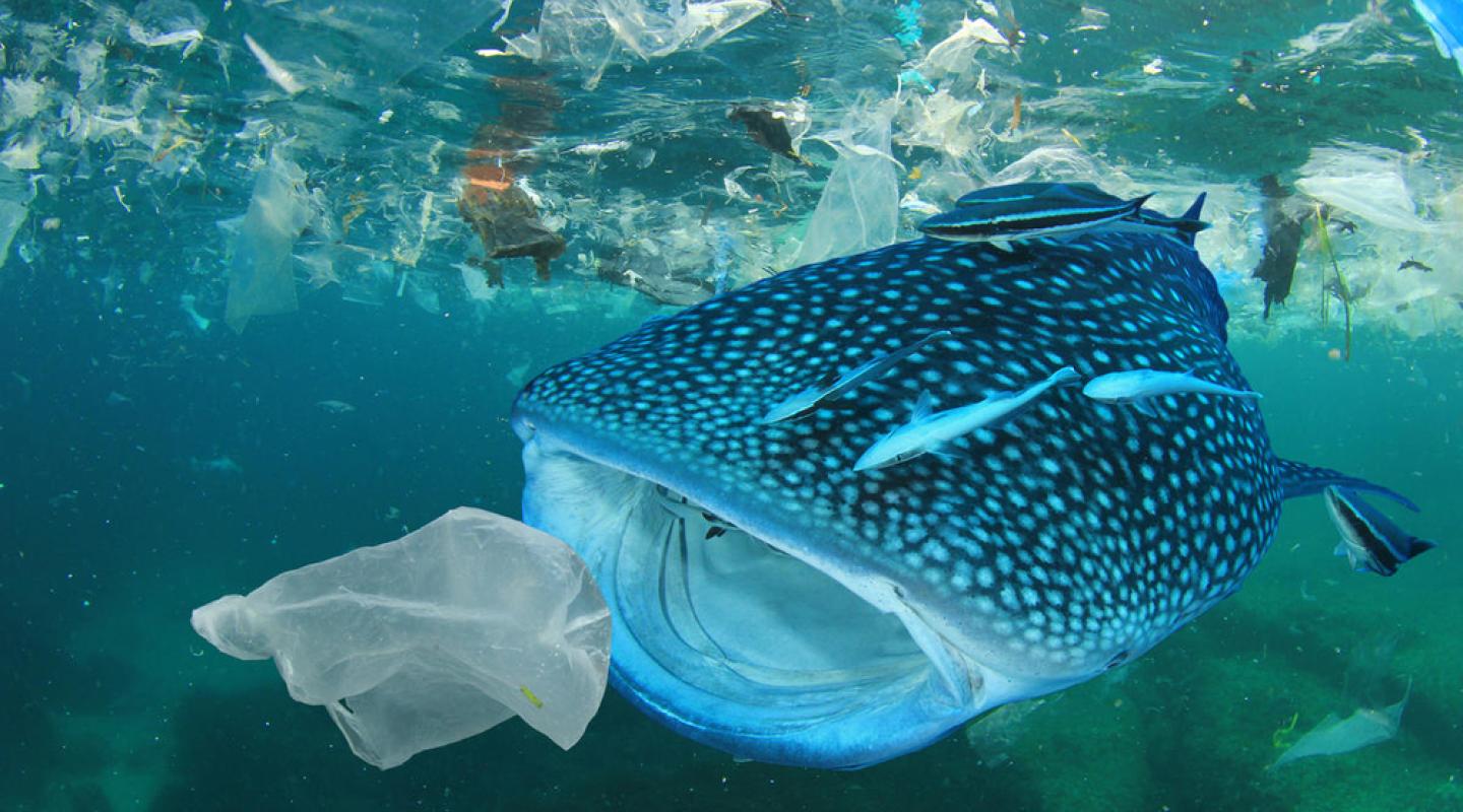 المحميات الطبيعية البحرية