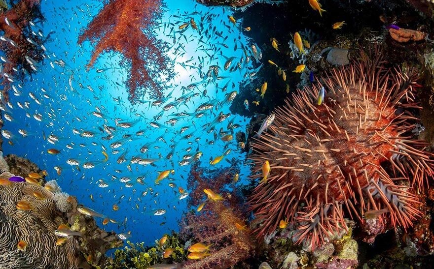 البيئة البحرية